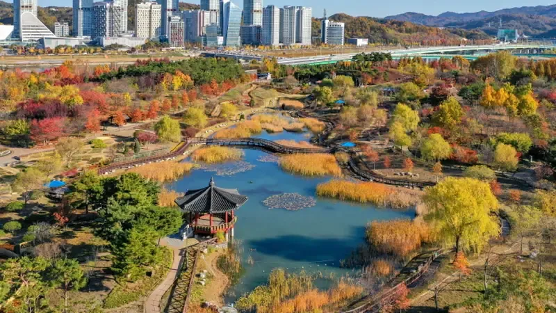 메타세쿼이아 숲 위로 솟아오른 숲속 어드벤처 스카이타워 전망탑