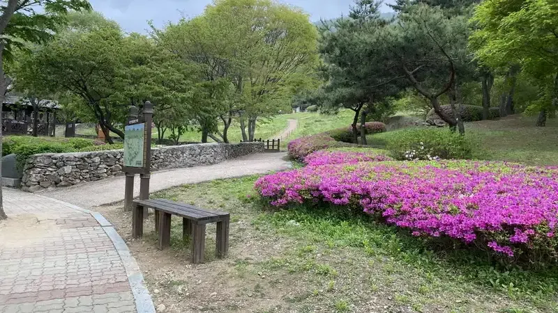 울창한 잣나무 피톤치드 숲속 힐링 등산로 및 가마터 산책길