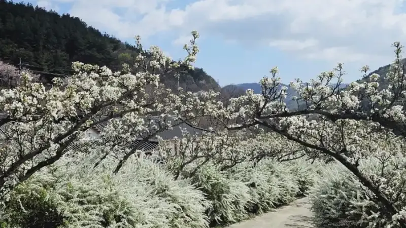사계절 야생화와 무궁화 품종원이 어우러진 산책 쉼터