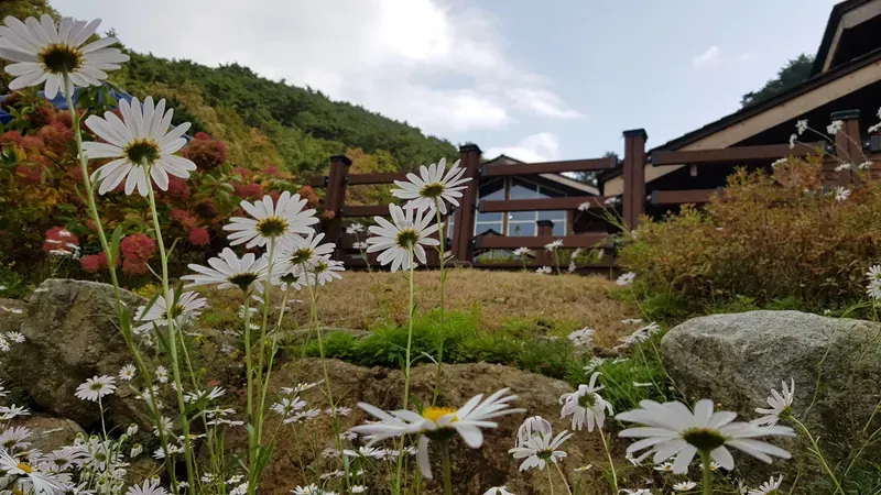 가을 구절초 야생화 만발한 목조 치유동 풍경