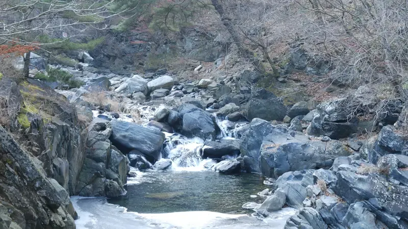 눈 덮인 침엽수림이 빚어내는 가리왕산자연휴양림의 겨울 설경